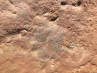 Dickinsonia aus dem Ediacarium