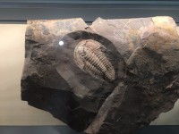 Trilobit aus Emu Bay - Kangaroo Island