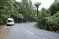 im Waipoua Kauri Forest