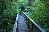 verwunschener Wald