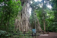 Giant Fig Tree
